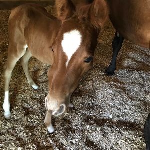 Meet your Posher, Gillian